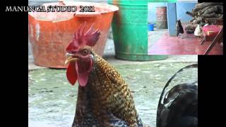 Rooster crowing in Bamenda, Cameroon, very funny!