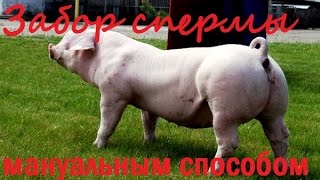 Забор спермы хряка мануальным способом (boar semen collection)