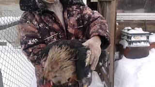 Петух проиграл/ смена вожака в курятнике/change of leader in the henhouse/