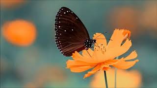 Meditación Guiada Raja Yoga: "Encuentra tu equilibrio, encuentra tu salud"- Brahma Kumaris - E.Gayán