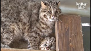 Don't Judge By Appearance 'Cause We Are Fierce Wild Cats! (Part 2) | Kritter Klub