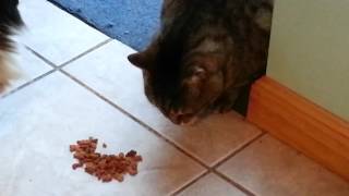 My cat "Gonzo"  eating food pellets