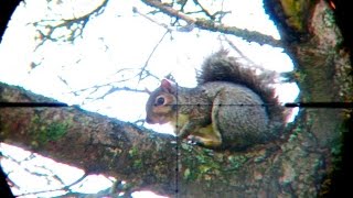 Airgun Gray Squirrel Hunt EDgun R3m .25