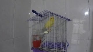 Красивое #пение #Канарейки / Beautiful #Singing #Canaries