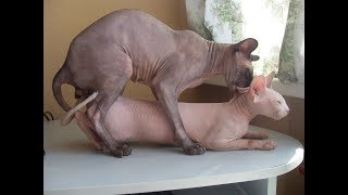 Сфинкс вяжет. Кошка такое вытворяет! Кот ошалел!