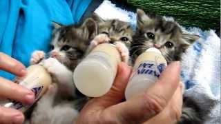 Baby Kittens All Settled for the Long Awaited Bottles