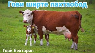 Гови ширте пахтаобод гови зоти ва  местный 2020