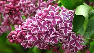 СИРЕНЬ. Уход, выращивание, размножение. Как правильно посадить сирень