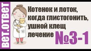 Как приучить к лотку, когда глистогонить собак? Ветеринар отвечает № 3-1