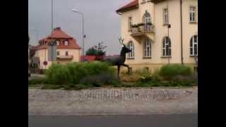 Złotowski jeleń (30.06.2012)