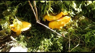 Chanterelles 30 juillet 2016