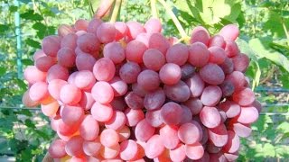 Сорта винограда. Кишмиш Велес