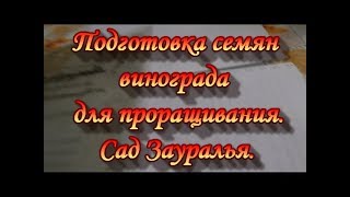 Виноград.Подготовка семян к проращиванию.Сад Зауралья.