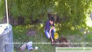 Tutorial de cultivo de setas en jardín.