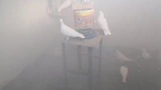 Обкуреваю дымом ладана голубятню и голубей.
