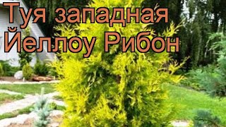 Туя западная Йеллоу Рибон (yellow ribbon) ? обзор: как сажать, саженцы туи Йеллоу Рибон