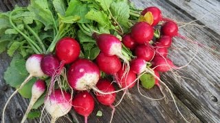 Редис за 18 дней - это реально!  Выращивание редиса ✌ Growing radishes