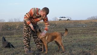 Выдержка на командах "Лежать","Сидеть","Стоять"