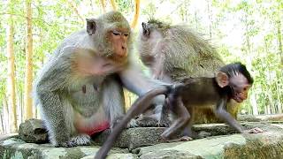 Uanhealthy Life Poor Baby Daliena Black Bl00dy Stool After Dolly Attack Near Die | Monkey Videos