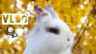 September Vlog??| Stalltour | Tricks | Futter?