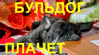 Старый  французский  бульдог  плачет- болеет …Old French Bulldog crying...