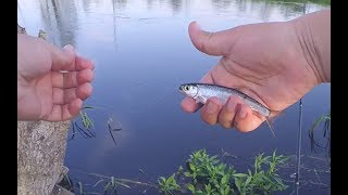 Ультралайт. Мормышинг. Ловля уклейки на спиннинг.