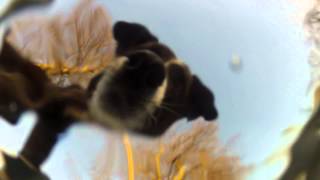 Подо льдом Семенов Николай. Iceflydiving.