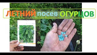 Посеяли ОГУРЦЫ там где рос чеснок
