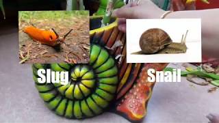 How to get rid of Slugs and Snails || स्नैल्स और स्लगस को गार्डन से कैसे भगाए