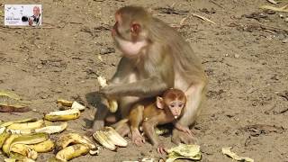 #Monky eating banana [#बंदर ने कैसे मुंह मैं ठूस लिए केले]. जरूर देखें - .[55] #अशोक गुप्ता
