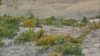 ΕΚΠΑΙΔΕΥΤΙΚΟ ΛΑΓΟΥ (3).....segugio italiano & γκεκας!!!!(HARE HUNTING)