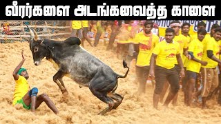 Trichy Palakurichy Jallikattu 2020 | #Jallikattu | #Jallikattu2020 | Jallikattu Highlights