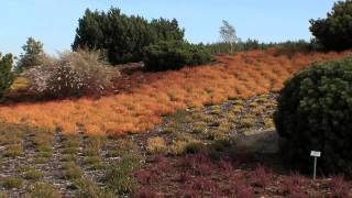 FINDLINGSPARK Nochten Teil 8 "Der Heidegarten - Farbenpracht der Heidelandschaften"