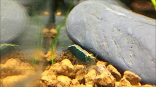 Neocaridina hibridación!!!!