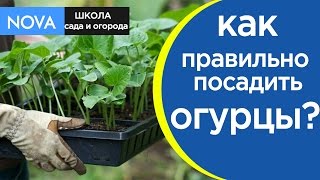 ВАЖНО! Как посадить огурцы на рассаду правильно. Выращивание рассады огурца в домашних условиях NOVA