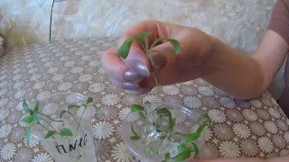 РАССАДА ПЕРЦА И БАКЛАЖАНА В ГИДРОГЕЛЕ!ОТЛИЧНЫЙ РЕЗУЛЬТАТ!!!