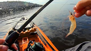 Pesca con Camarón Vivo | Mas de 5 Especies de Pez con Camarón