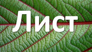 6. Лист (6 класс) - биология, подготовка к ЕГЭ и ОГЭ 2018