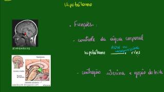 Sistema Endócrino - Hipotálamo - parte 1
