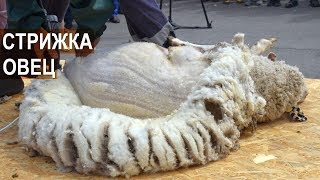 СТРИЖКА ОВЕЦ. XIX Всероссийская выставка племенных овец и коз.