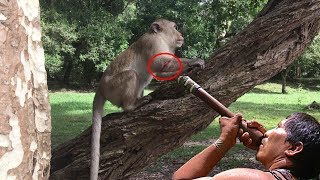 A pity monkey was tortured by people