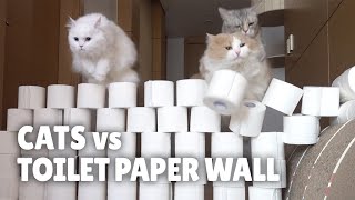 Cats vs Toilet Paper Wall