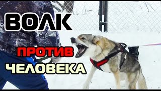 ВОЛК против ЧЕЛОВЕКА! Wolf VS Humen