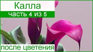 ? Уход за каллой после цветения: выкапывание и хранения луковиц каллы