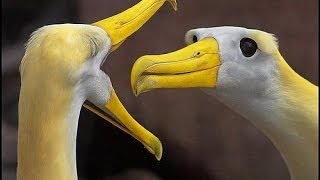 Разнообразный мир птиц   Various world of birds