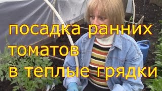 посадка ранних томатов в теплые грядки