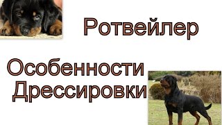 Особенности дрессировки ротвейлера Важные моменты дрессировки щенка ротвейлера