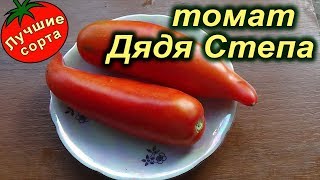 Томат Дядя Степа - сорт с самыми длинными плодами
