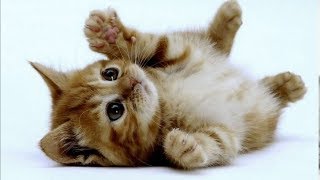 Милые котики и очаровательные котята | Подборка приколов про котов