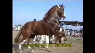 "BATALLA DE CABALLOS BAILADORES" PAQUISTAN vs MEXICO
